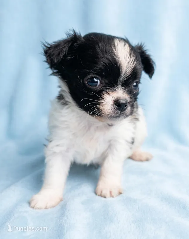 Cooper – Chihuahua, Shih Tzu puppy for sale in Moraine, OH