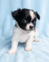 Cooper, a male Chihuahua and Shih Tzu for sale in Moraine, OH – Photo 1 of 3