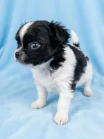 Cooper, a male Chihuahua and Shih Tzu for sale in Moraine, OH – Photo 3 of 3