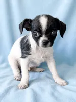 Brutus, a male Chihuahua and Shih Tzu for sale in Moraine, OH – 2 of 4