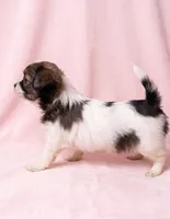 Honey, a female Chihuahua and Shih Tzu for sale in Moraine, OH – 3 of 4