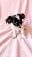 Piper, a female Chihuahua and Shih Tzu for sale in Moraine, OH – 2 of 3