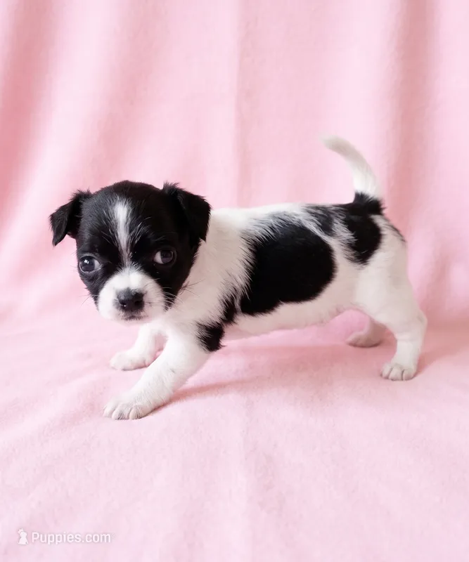 Piper – Chihuahua, Shih Tzu puppy for sale in Moraine, OH