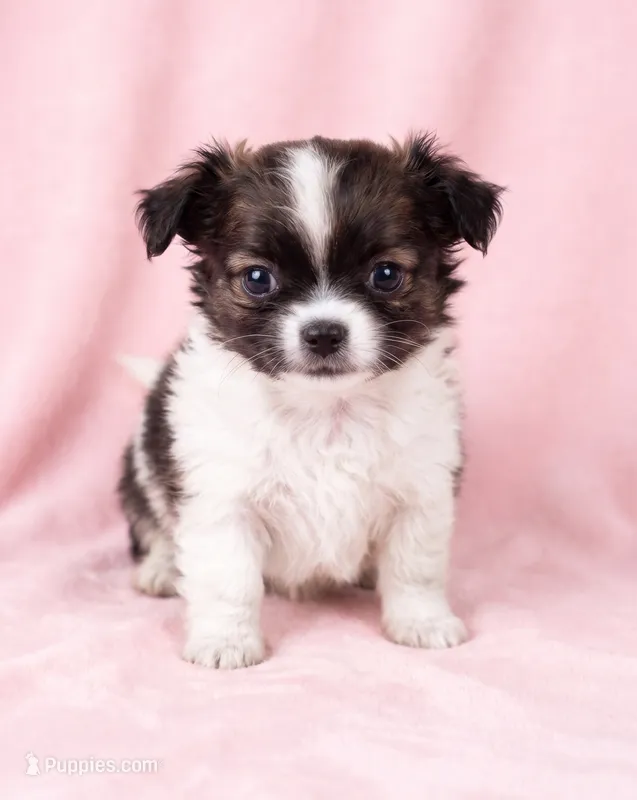 Claire – Chihuahua, Shih Tzu puppy on hold in Moraine, OH