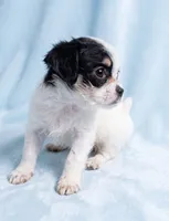 Tucker, a male Chihuahua and Shih Tzu for sale in Moraine, OH – 4 of 4