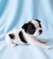 Buster, a male Chihuahua and Shih Tzu for sale in Moraine, OH – 2 of 3