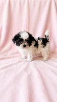 Quinn, a female Chihuahua and Shih Tzu for sale in Moraine, OH – 3 of 3