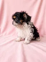 Sugar, a female Chihuahua and Shih Tzu for sale in Moraine, OH – 4 of 4