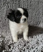 Ruby, a female Chihuahua and Shih Tzu for sale in Moraine, OH – Photo 2 of 3