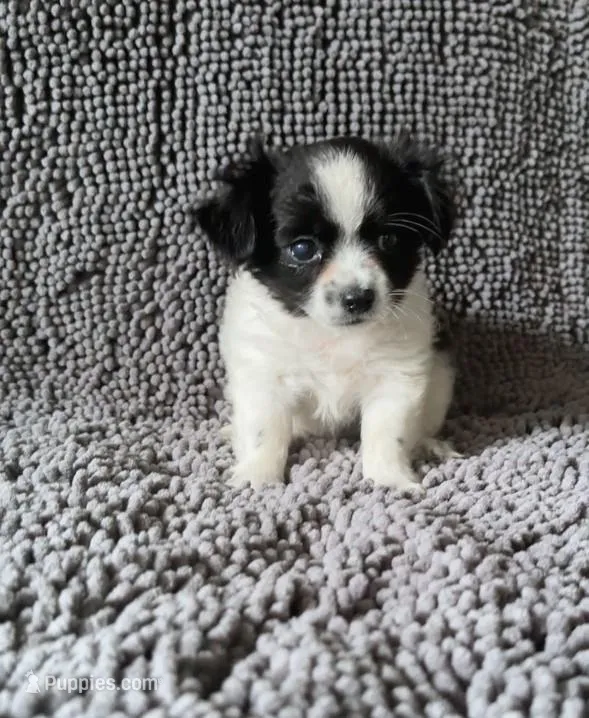 Ruby, a female Chihuahua and Shih Tzu for sale in Moraine, OH – Photo 1 of 3