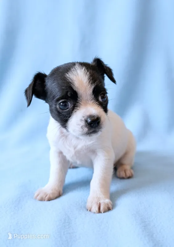 Kirby – Chihuahua, Shih Tzu puppy for sale in Moraine, OH