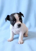 Kirby, a male Chihuahua and Shih Tzu for sale in Moraine, OH – 1 of 3