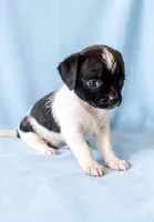 Rocky, a male Chihuahua and Shih Tzu for sale in Moraine, OH – 2 of 3