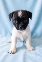 Rocky, a male Chihuahua and Shih Tzu for sale in Moraine, OH – 1 of 3