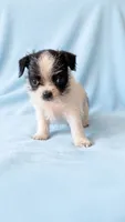 Oscar, a male Chihuahua and Shih Tzu for sale in Moraine, OH – 3 of 3