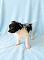 Simon, a male Chihuahua and Shih Tzu for sale in Moraine, OH – 3 of 3