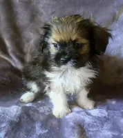 Milo, a male Chihuahua and Shih Tzu for sale in Moraine, OH – Photo 3 of 4