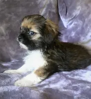 Milo, a male Chihuahua and Shih Tzu for sale in Moraine, OH – Photo 2 of 4