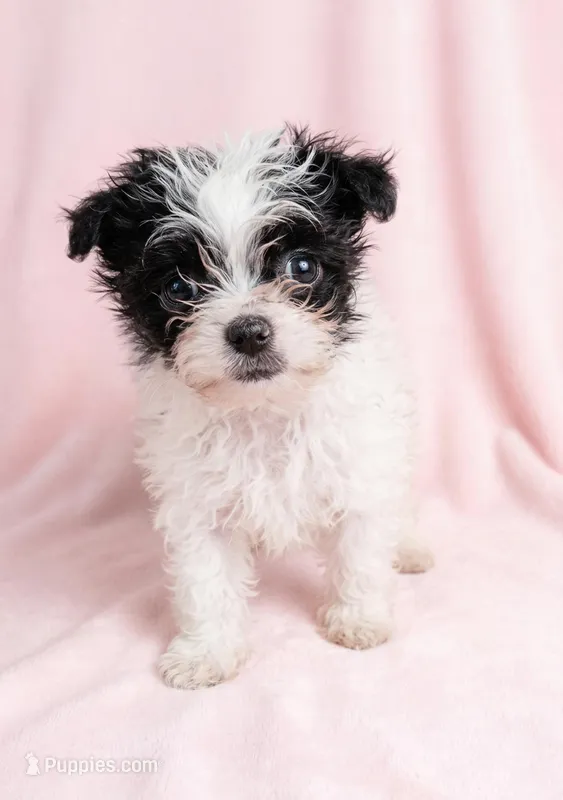 Willow – Chihuahua, Shih Tzu puppy for sale in Moraine, OH