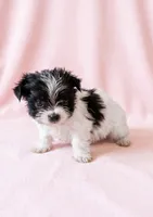 Gracie, a female Chihuahua and Shih Tzu for sale in Moraine, OH – 4 of 4