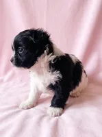 Michelle, a female Chihuahua and Shih Tzu for sale in Moraine, OH – 4 of 4
