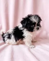Dolly, a female Chihuahua and Shih Tzu for sale in Moraine, OH – 3 of 4