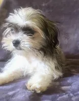 Charlotte, a female Chihuahua and Shih Tzu for sale in Moraine, OH – Photo 2 of 3