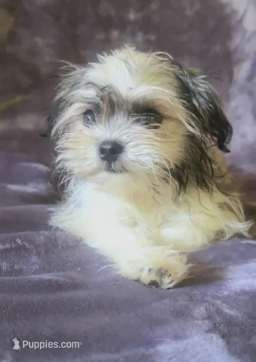 Charlotte, a female Chihuahua and Shih Tzu for sale in Moraine, OH – Photo 1 of 3