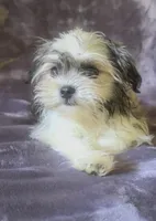 Charlotte, a female Chihuahua and Shih Tzu for sale in Moraine, OH – Photo 1 of 3