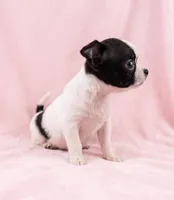 Penelope , a female Chihuahua and Shih Tzu for sale in Moraine, OH – 3 of 4
