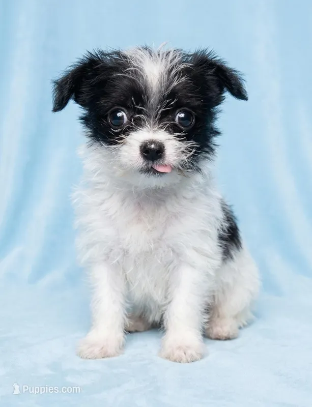 Marley – Chihuahua, Shih Tzu puppy for sale in Moraine, OH