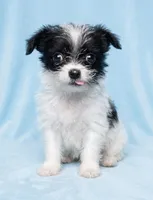 Marley, a male Chihuahua and Shih Tzu for sale in Moraine, OH – Photo 1 of 2