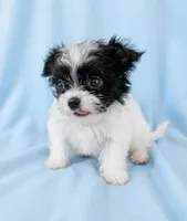 Marley, a male Chihuahua and Shih Tzu for sale in Moraine, OH – Photo 2 of 2