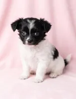 Lola, a female Chihuahua and Shih Tzu for sale in Moraine, OH – Photo 3 of 3