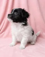 Lola, a female Chihuahua and Shih Tzu for sale in Moraine, OH – Photo 2 of 3