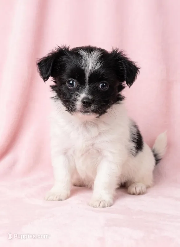 Lola – Chihuahua, Shih Tzu puppy for sale in Moraine, OH