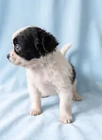 Andy, a male Chihuahua and Shih Tzu for sale in Moraine, OH – 2 of 3