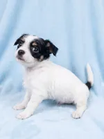 Bentley, a male Chihuahua and Shih Tzu for sale in Moraine, OH – 2 of 3