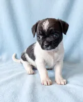 Rocky, a male Chihuahua and Shih Tzu for sale in Moraine, OH – 3 of 3