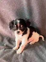 Scout, a male Chihuahua and Shih Tzu for sale in Moraine, OH – Photo 3 of 4
