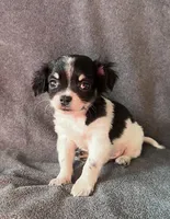 Scout, a male Chihuahua and Shih Tzu for sale in Moraine, OH – Photo 1 of 4