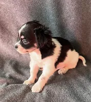 Scout, a male Chihuahua and Shih Tzu for sale in Moraine, OH – Photo 4 of 4