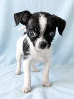 Brutus, a male Chihuahua and Shih Tzu for sale in Moraine, OH – 3 of 4
