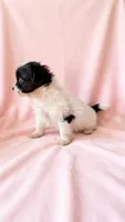 Winnie, a female Chihuahua and Shih Tzu for sale in Moraine, OH – 5 of 5