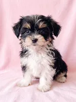 Sugar, a female Chihuahua and Shih Tzu for sale in Moraine, OH – 2 of 4