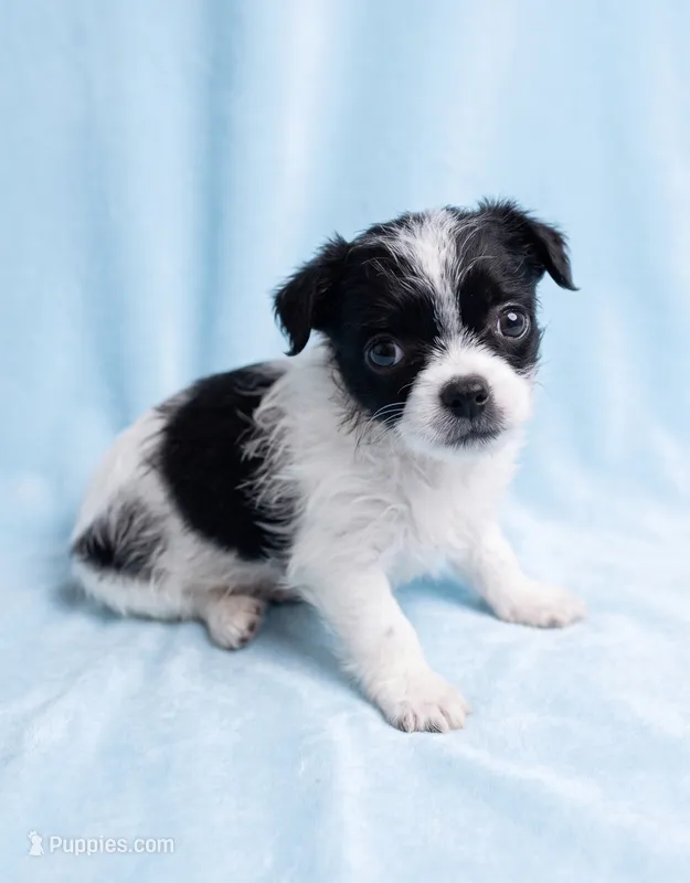 Leo – Chihuahua, Shih Tzu puppy for sale in Moraine, OH