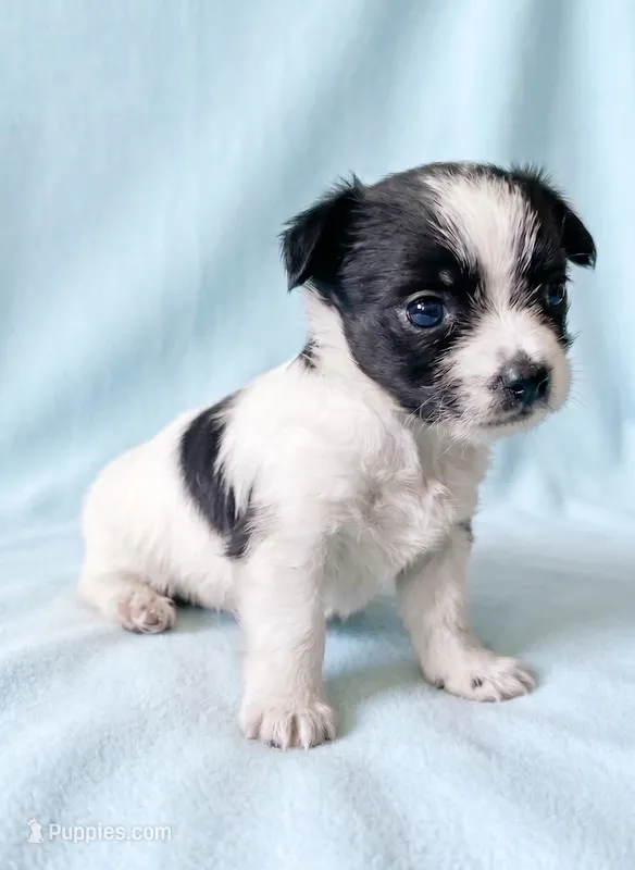 Scout – Chihuahua, Shih Tzu puppy for sale in Moraine, OH