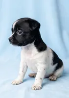 Duke, a male Chihuahua and Shih Tzu for sale in Moraine, OH – Photo 2 of 3