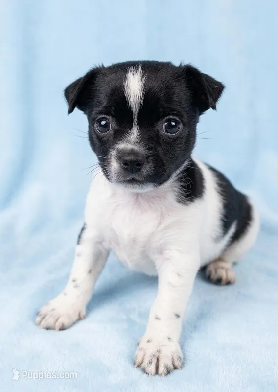 Duke – Chihuahua, Shih Tzu puppy for sale in Moraine, OH