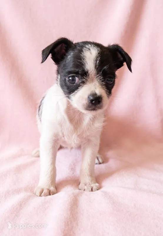 Pixie – Chihuahua, Shih Tzu puppy for sale in Moraine, OH
